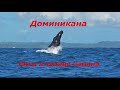 Dominicana. Whales. Киты в Доминикане.