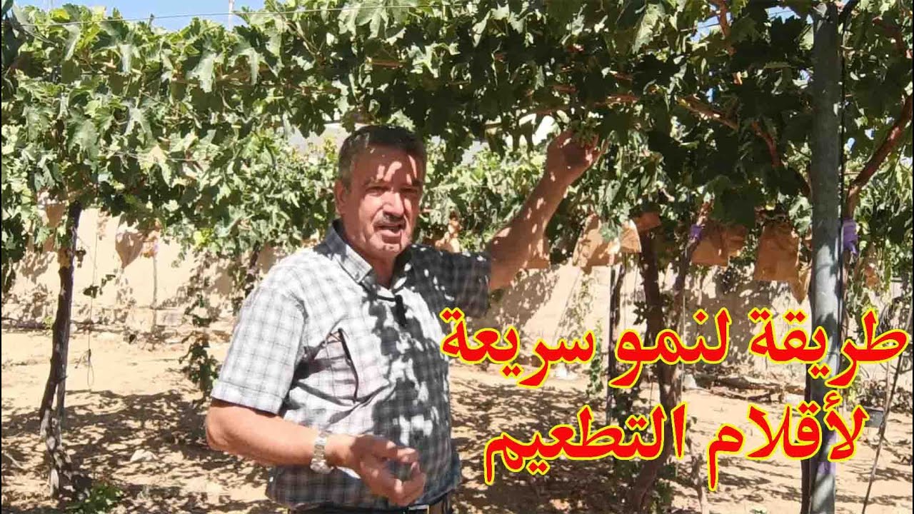 طريقة لنمو سريع لأقلام التطعيم عنب الياقوت واصابع الساحرة