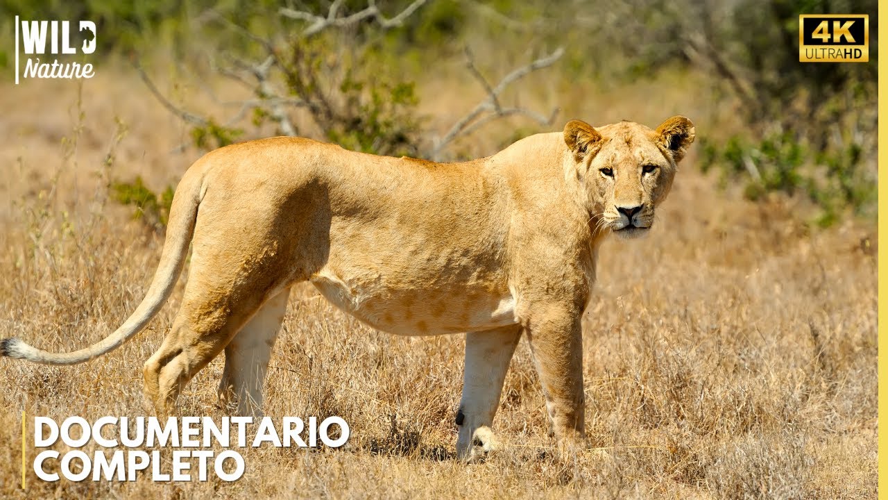 SAVANA INDOMÁVEL - O Coração da África Selvagem | Documentário Animal