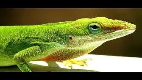 HOW TO DRAW A HYPER-REALISTIC LIZARD (TIME LAPSE)