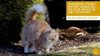 WAAROM STINKT KATER URINE ZO EN HOE MAAK IK HET SCHOON? - De gelukkige huiskat | Kattengedrag by De gelukkige huiskat 397 views 2 months ago 4 minutes, 31 seconds