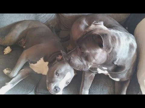 Wideo: Pit Bull Ban zmusza kobietę do rezygnacji z usługowego psa