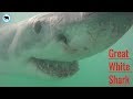 Diving With The Great White sharks