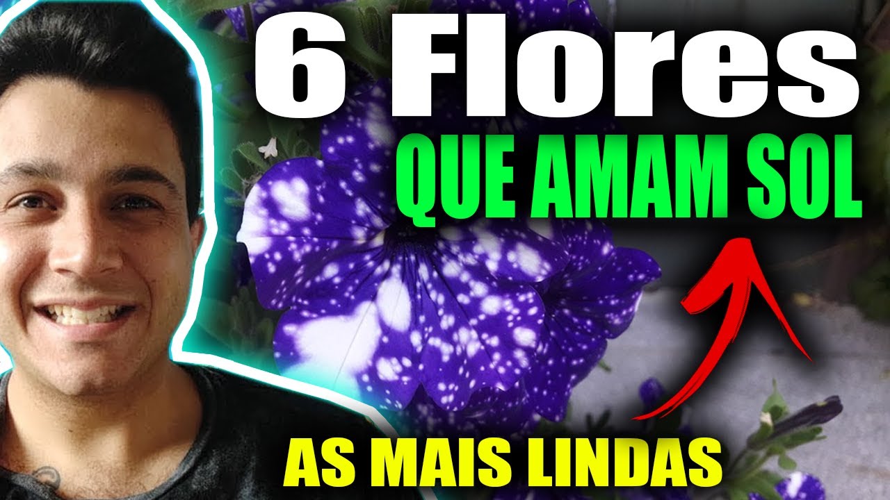 6 Flores Mais Resistentes ao Sol Pleno - Flores de Verão, As Mais bonitas  que gostam de Sol - thptnganamst.edu.vn