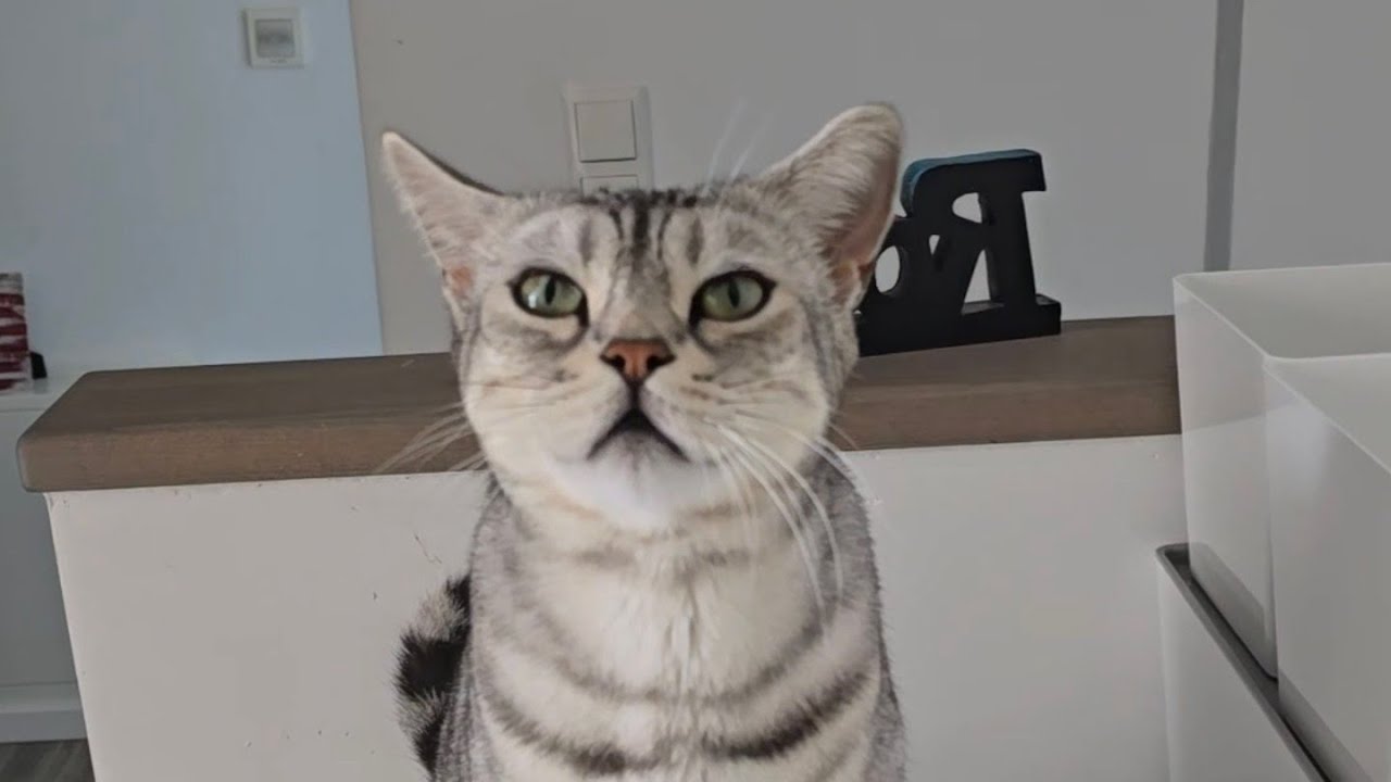 Warum ist Cosmo so traurig?!