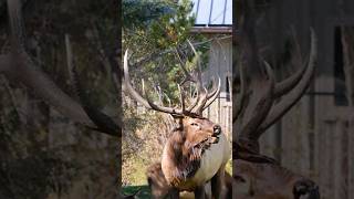 Elk🦌 bugle and cow elk cries #reels #elk #elkrut #shortsviral #viral