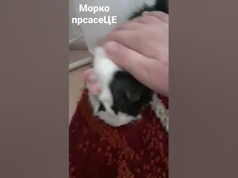 морско прасе - YouTube