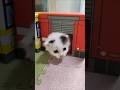かわいい消防士さん😺 #cat #好きな子猫 #kitten #gatto #cute #子ネコ #猫のいる暮らし #エウレカねこ部 #保護猫 #kitty
