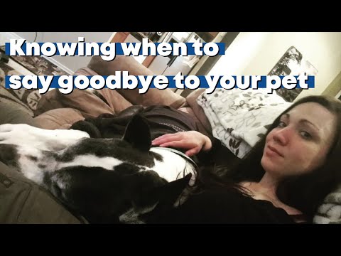 Video: Nejtěžší rozhodnutí: vědět, kdy se rozloučit s vaším psem nebo kočkou