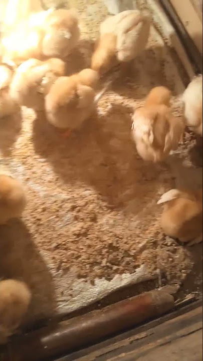 cara ternak ayam petelur dari kecil