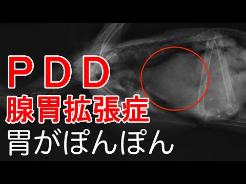 【インコとオウム】獣医師が教えるPDD(腺胃拡張症)について