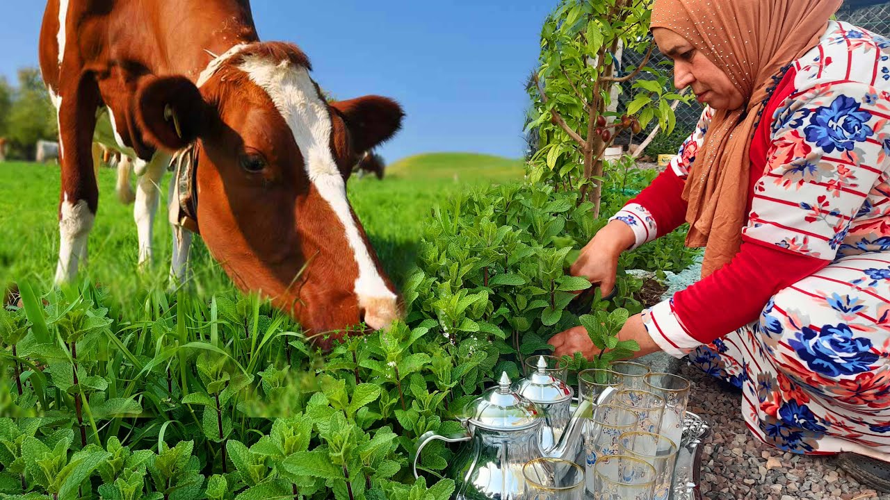 أجواء رائعة في البادية و تعمار أتاى مزابي علا حقو و طريقو