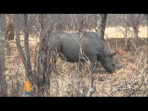 วีดีโอ: S. Africa Rhino Hunting Auction Sparks Controversy