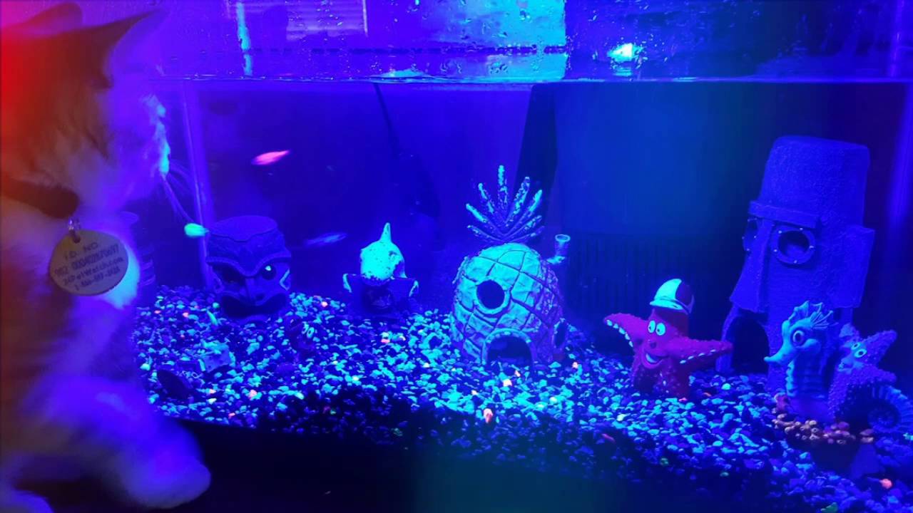 Pepper fish tank YouTube