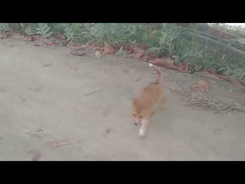 Iba na ngayon Yaya na Tayo Ng tuta na gusto maglayas#puppy#pets#animals