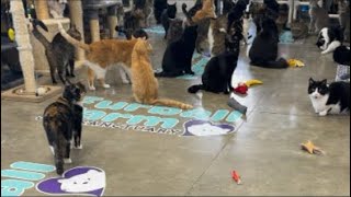 Outnumbered #trending #cat #love #share #fyp #viral