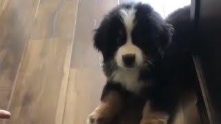 Puppy introduced to peanut butter for the first time