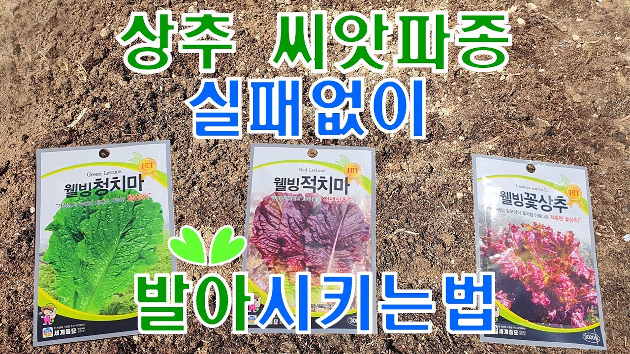 🥬 봄상추 씨앗 뿌리기! 3월 4월 봄상추 씨앗 파종하는 법! 봄 대표 추천작물 잎채소/상추 키우기1