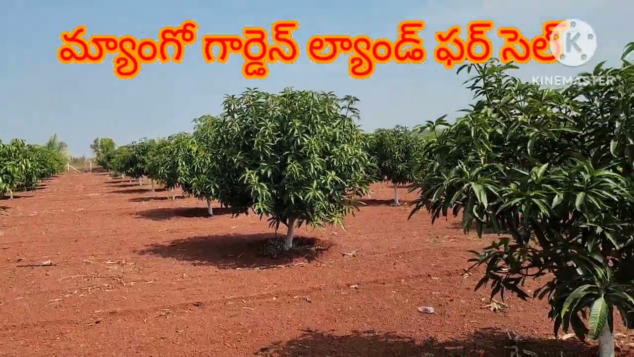 # agriculture# land# for# sale# Mango #Garden# Sangareddy₹ Jilla # Zaheerabad # dozen#