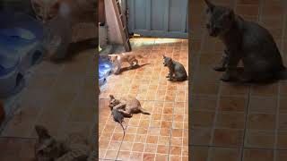 This mouse played dead to trick the kittens!😱#shorts