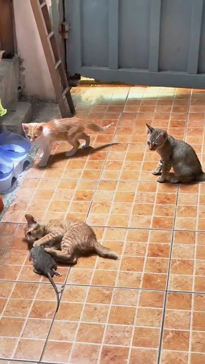 This mouse played dead to trick the kittens!😱#shorts