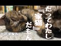 保護した子猫の抱えた後遺症とのゆるやかな生活【保護猫の生活】