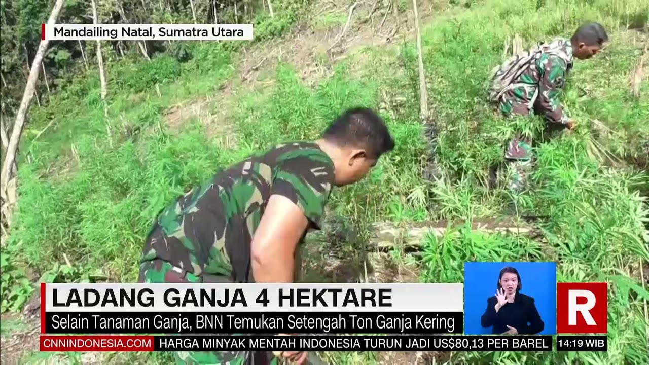 Kasus Kebun Dan Ladang Ganja | REDAKSI (10/12/21)
