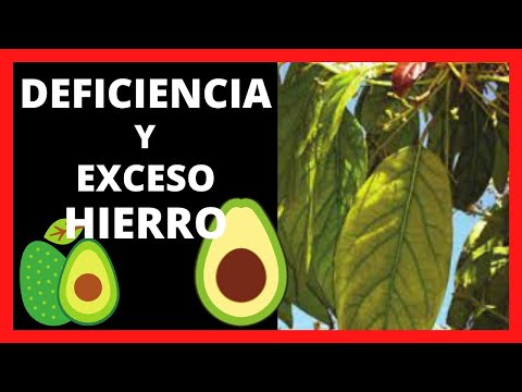 🥑 DEFICIENCIA Y Exceso De HIERRO En Las Plantas DE AGUACATE Sintomas Y Consecuencias