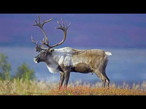 Caribou Reindeer Sounds 