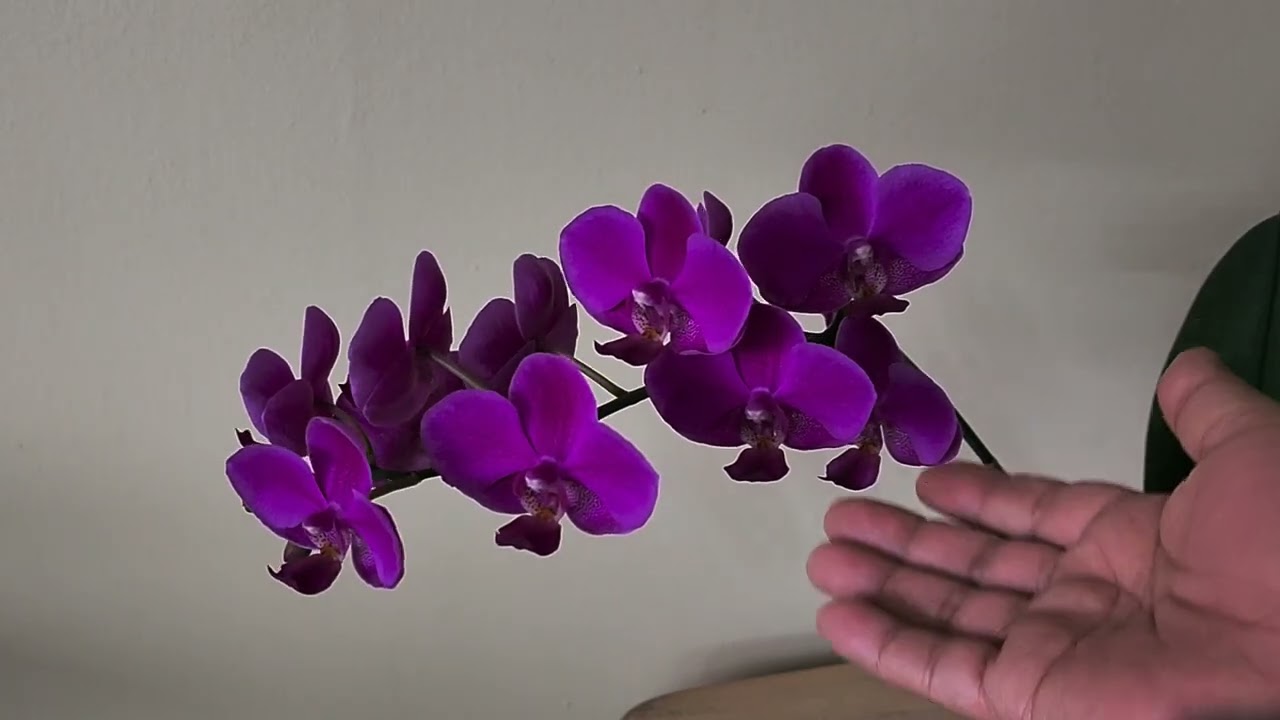 PHAL QUEEN BEER | bernee bee