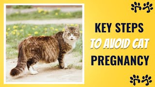 How To Prevent Cat From Getting Pregnant