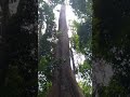 A rainha da Amazônia, escada para o céu, Samaúma da Floresta do Tapajós