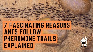 7 Fascinating Reasons Ants Follow Pheromone Trails Explained