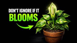 The Mistery Of Why The POTHOS Plant Blooms (Here's Why)