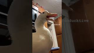 😂🤣Funny moments👉💗❤must watch ❤💗👈#shorts #tiktok #reels || duck 🦆 cute voice