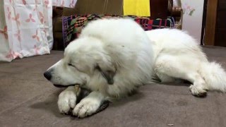 【グレートピレニーズ】アラン、ゴミ箱を壊す。
