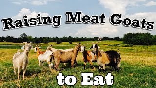 Raising Meat Goats To Eat | #1 Consumed Meat is Goat | Meat Goats | Goat Video