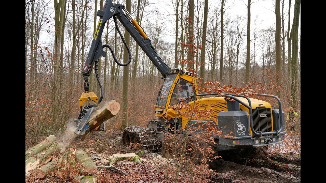 🌲*Dicke Buchen* WFW Ecolog 688F & Zufäller • Harvester & Chinsaw • DroneView • Loggingvideo🌲