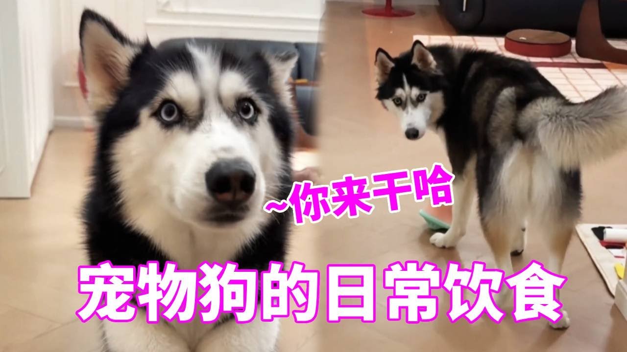 今天上门遛一只明星狗狗，妈妈为了治他唠叨的毛病给他送去学校了，看给大鹅委屈的见了妈妈都不认了！【疯铲姐妹】