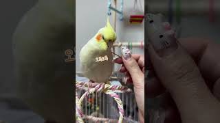 최애간식 무염국수 먹는 앵초딩들😋 #왕관앵무 #cockatiel #shorts #앵무새 #parrot #반려동물