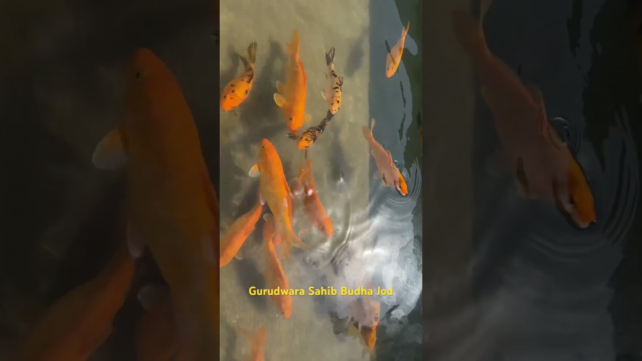 Gurudwara Shaheed Nagar, Buddha Jod गुरुद्वारा शहीद नगर, बुद्धा जोहड़.