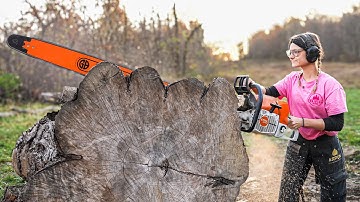 The Worlds Most Powerful Chainsaw Stihl MS 881 VS 50in MAPLE