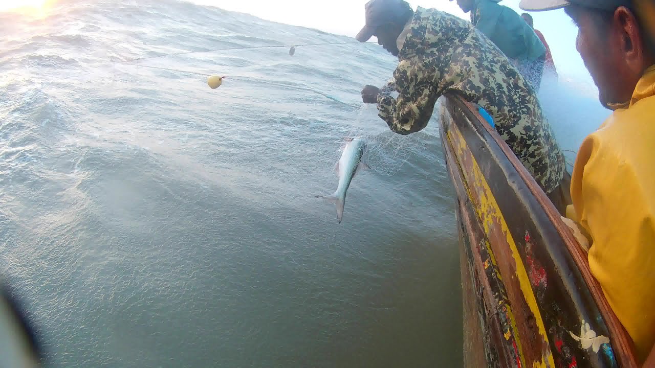 Mangroves Deep Sea Fishing Net Fishing | Fishing Wave