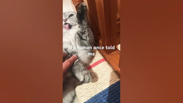 My human once told me #shorts #viral #cute #cat #cutecat