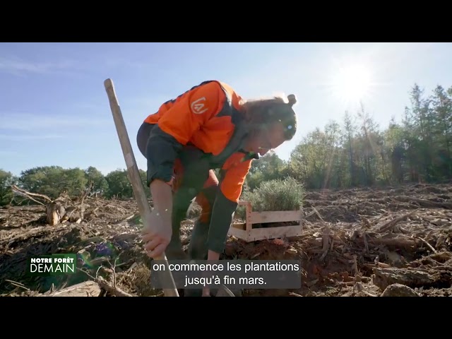 🌳NFD Extrait Renouvellement des forêts avec le reboisement (Emission 7)