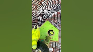 #سورة_الكهف #القرآن_الكريم #راشد_العفاسي #المصحف #السعودية #العراق #طيور #quran #birds #lovebirds