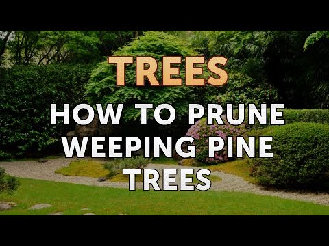 Video: Pruning Weeping Pine Trees: Weeping Conifer Pruning Tips