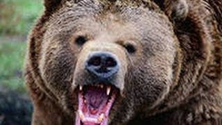 Медведи на охоте-Bears on the prowl Медведи на охоте-Bears on the prowl