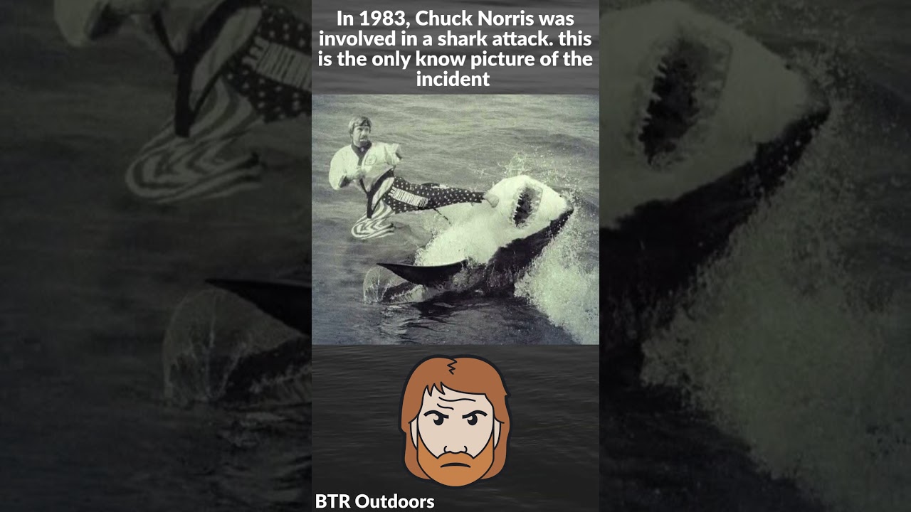 Chuck Norris vs Shark 
