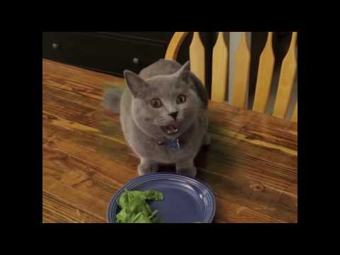 Облом! Кот не доел овощей.
